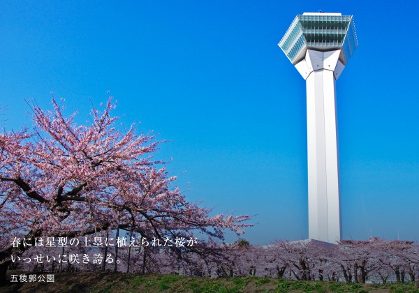 07 春には星型の土塁に植えられた桜がいっせいに咲き誇る（五稜郭公園）